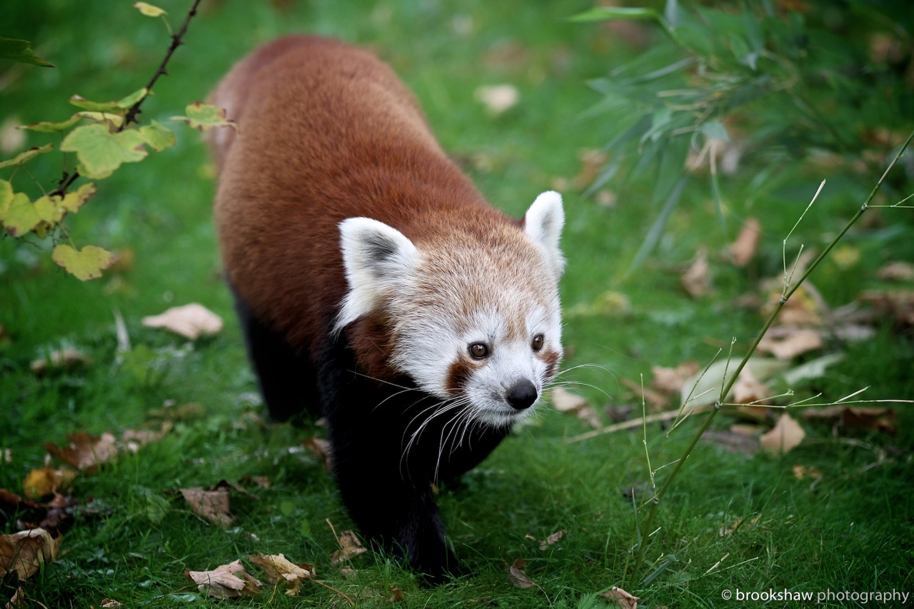 brookshaw photography — I love Red Pandas in the Autumn/Fall…they really...