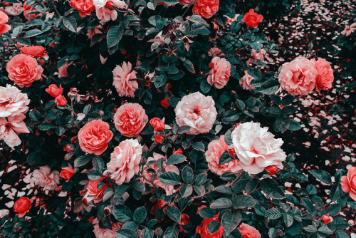 flowers tumblr aesthetic