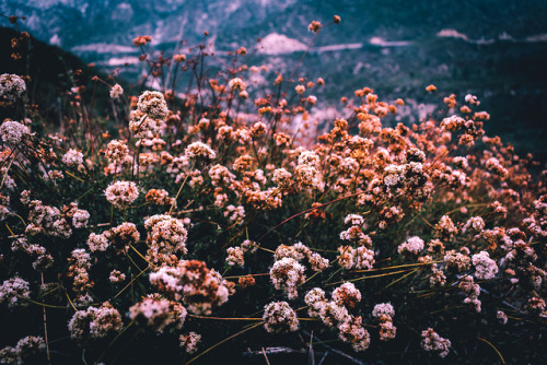 leahberman:winter bloomangeles national forest,...