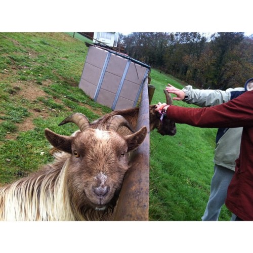 goats surftrip