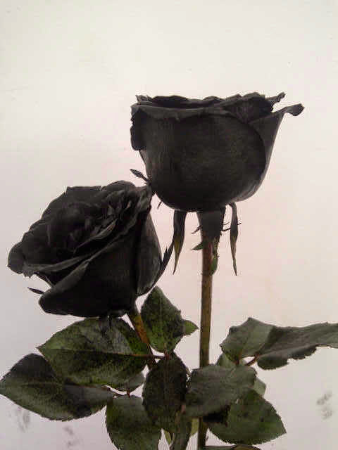 Gambar Bunga Mawar Layu Tumblr - Mawar Ku