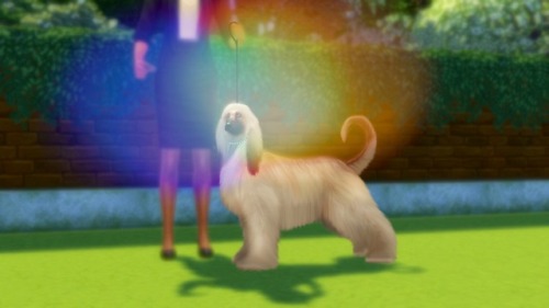 willowsims18