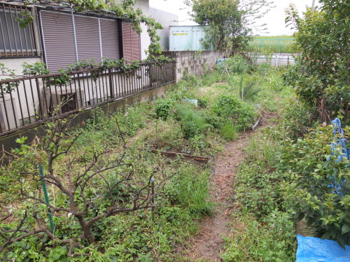 ハルジオンだかヒメジョオンだかが開花＆繁茂。茎が中空なのがハルジオンらしいので、今度見分けよう。生薬は概ね順調。ミントとカジイ...