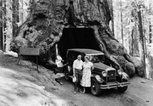 mybelair62:1932 Wawona Tree