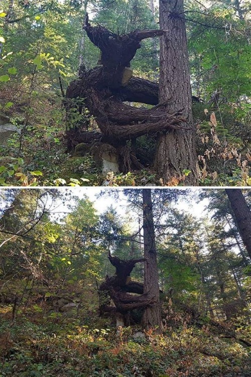 unexplained-mysteries:What do you see ? An uprooted tree or a...