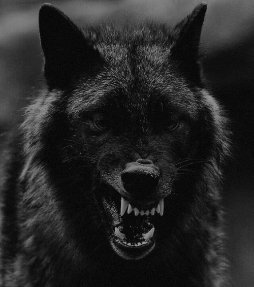 black wolf on Tumblr