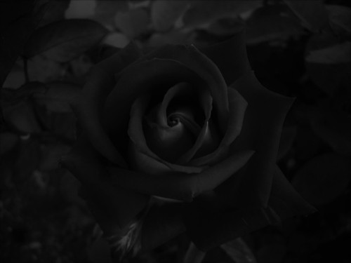 Dark Love Rose