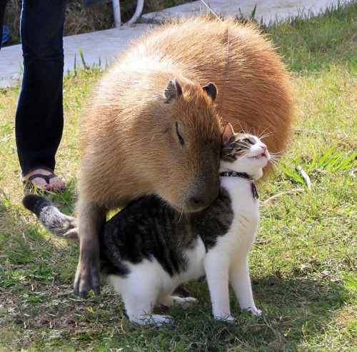 wlfgrrl