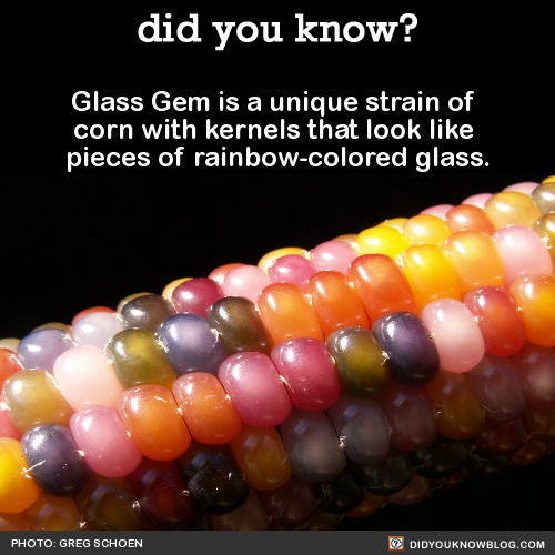glass-gem-is-a-unique-strain-of-corn-with-kernels
