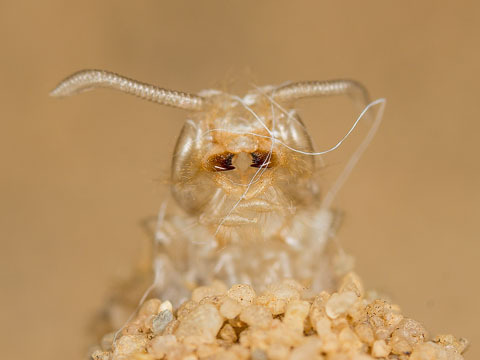 bowelflies:antlion pupation is so fucking good to look at and...