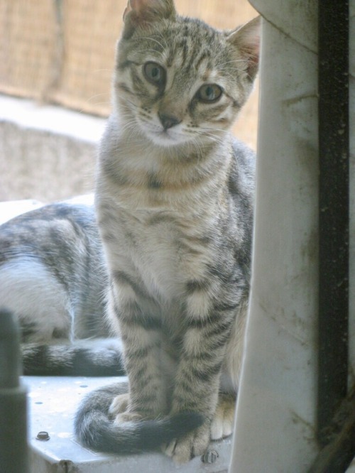 egyptianways:Street cats of Egypt