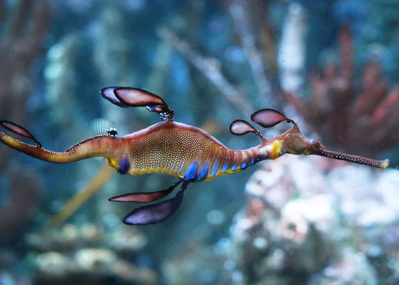 New England Aquarium Weedy Seadragon Phyllopteryx Taeniolatus