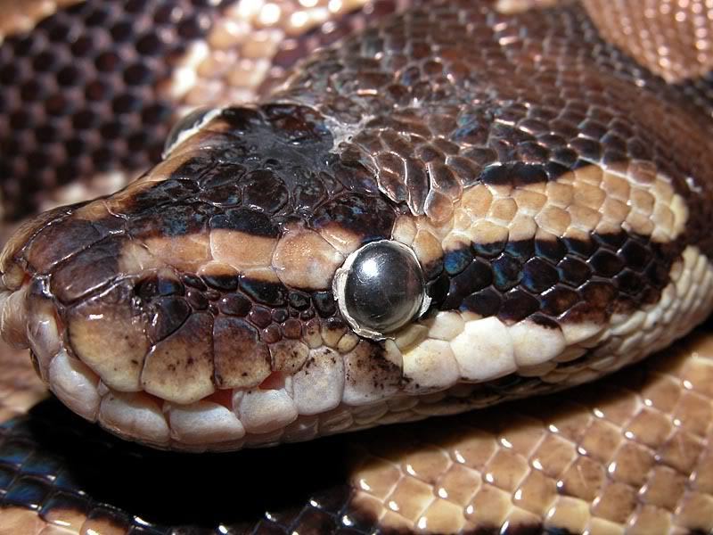 Ball Pythons: The Shedding Process - wheremyscalesslither How To Get Stuck Shed Off Ball Python Eye
