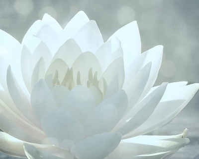 white lotus flowers tumblr