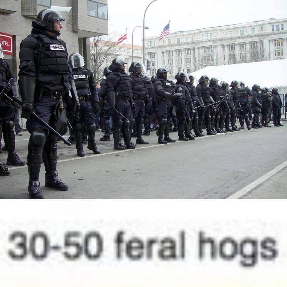 30-50 Feral Hogs