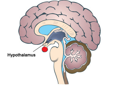 Hypothalamus and Aging: Brain Region May Hold Key...