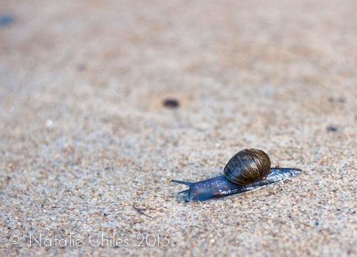 the-snail-trail-is-here