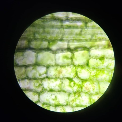 chloroplasts on Tumblr