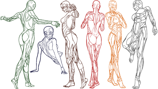 Anatomy Reference Tumblr