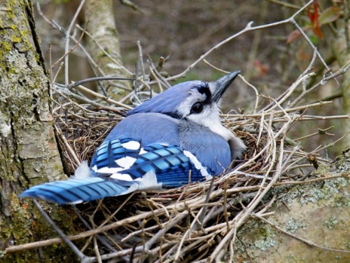 gardenofgod:Mother Blue Jay On Her Nest, by Amanda Struz.