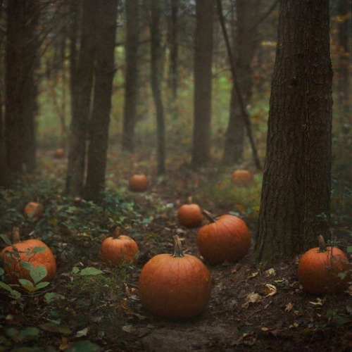 pumpkins pumpkin forest fall blog fall aesthetic fall autumn blog autumn aesthetic autumn halloween blog halloween aesthetic halloween october october 31 september november samhain