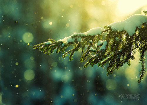 ponderation:Let It Snow, Let It Snow, Let It Snow by Joni...