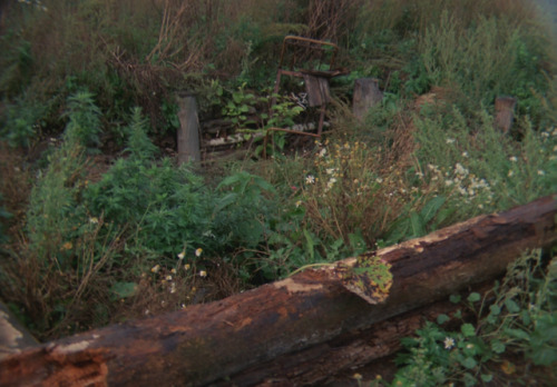 alexalleshater:Mirror (1974) - by Andrei Tarkovsky