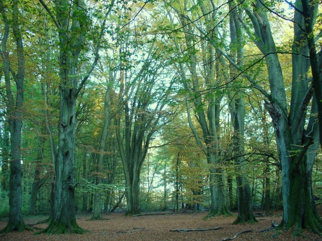 Warum wir Deutschland mögen — Forests in Germany 11.4 million hectares ...