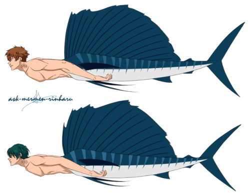 ask-mermen-rinharu:Mer-Species Refs [1/?]Kirishima Natsuya...