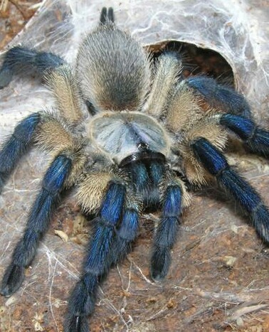 tarantulas are cute too — blue baboon (monocentropus balfouri) blue ...