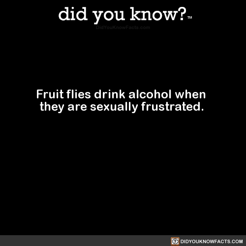 fruit-flies-drink-alcohol-when-they-are-sexually