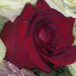 red roses tumblr