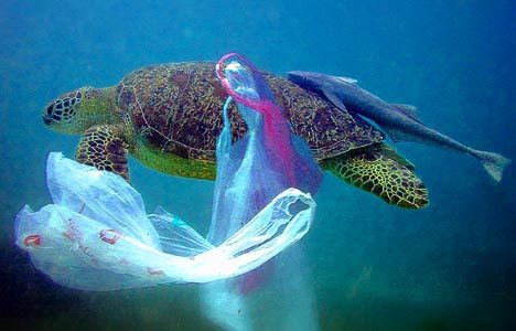 alwaysadoptngovegan: Sea Turtles Eating Plastic... | Animal Rights Blog