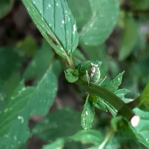 llumaca