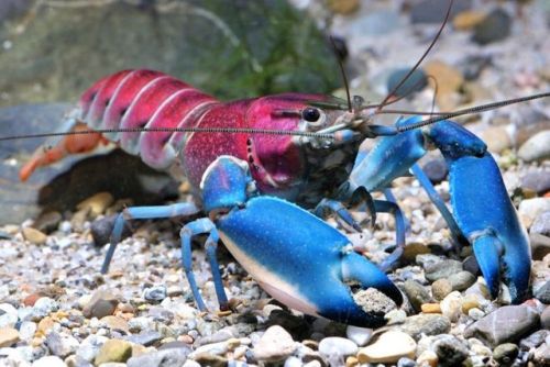 end0skeletal:Cherax pulcher is a species of crayfish from...