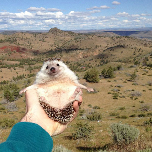 coolthingoftheday:Meet Biddy, the tiny traveling...