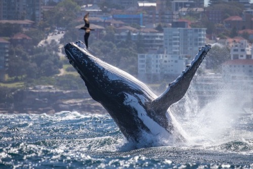 bitch-dont-krill-my-vibe:Humpback whale and wandering...