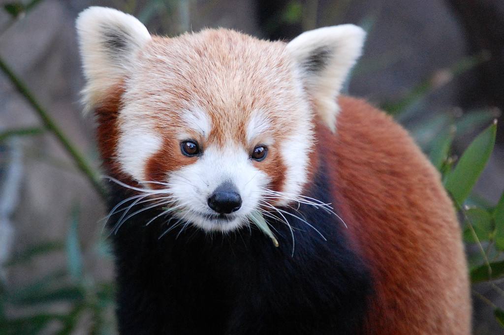 Red Pandazine — #tbt #RedPanda - January 2010. PC: “Red Panda” by...