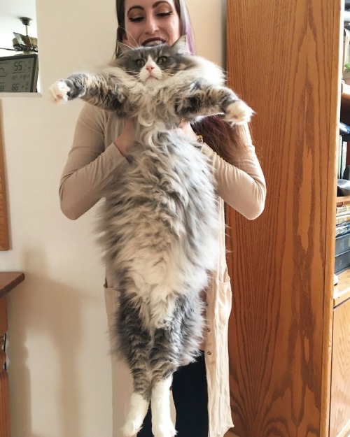 catladychronicles:LONG BOY!