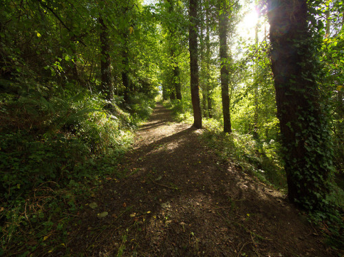 90377:Glenarm Forest by jonas andersson