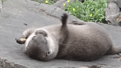 Otter spielt mit einem Stein - YouTube