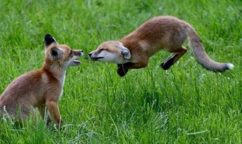 everythingfox:Air kiss❤️❤️