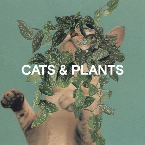 itscolossal:Cats & Plants: A 152-Page Book of Nothing but...