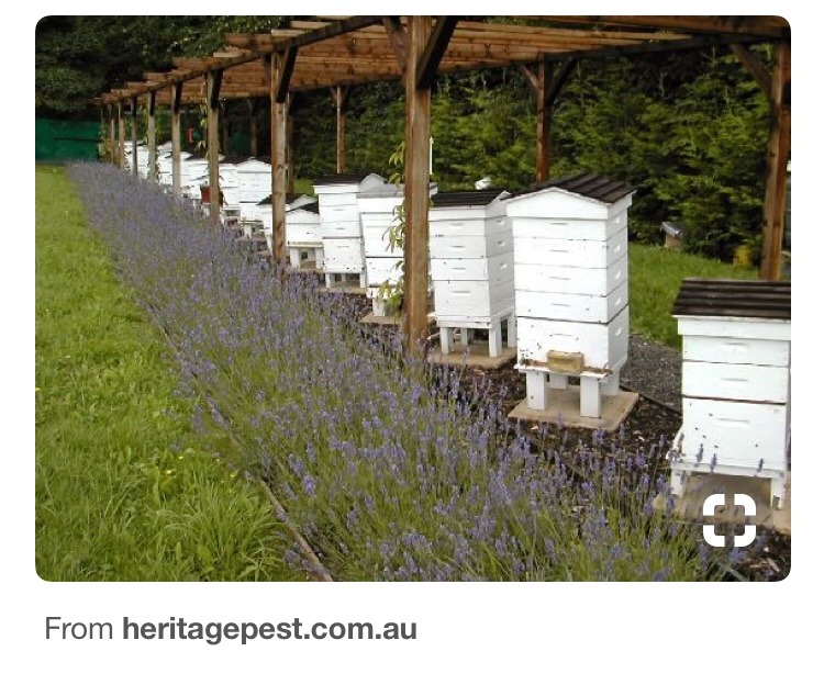 The Weekend Farmers — Brainstorming bee hive stand ideas….