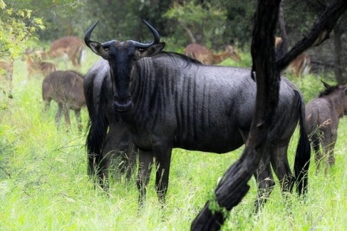 wapiti3:Blue wildebeest (Connochaetes taurinus)Arno Meintjes...