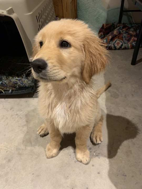 Actual Golden Retriever Puppy Tumblr