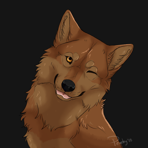 wolves-rain-in-paradise:srpeachy:the little Toboe, sketch...