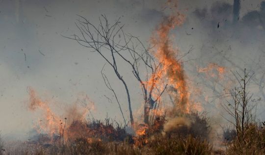 The Amazon has been burning for weeks. Scammers see the fires as an opportunity.