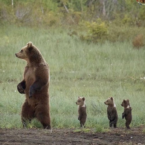cuteness–overload: