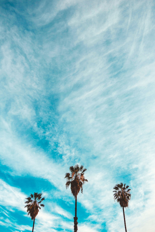 lagunavibe:Palm Tree Homies - Pt. 1